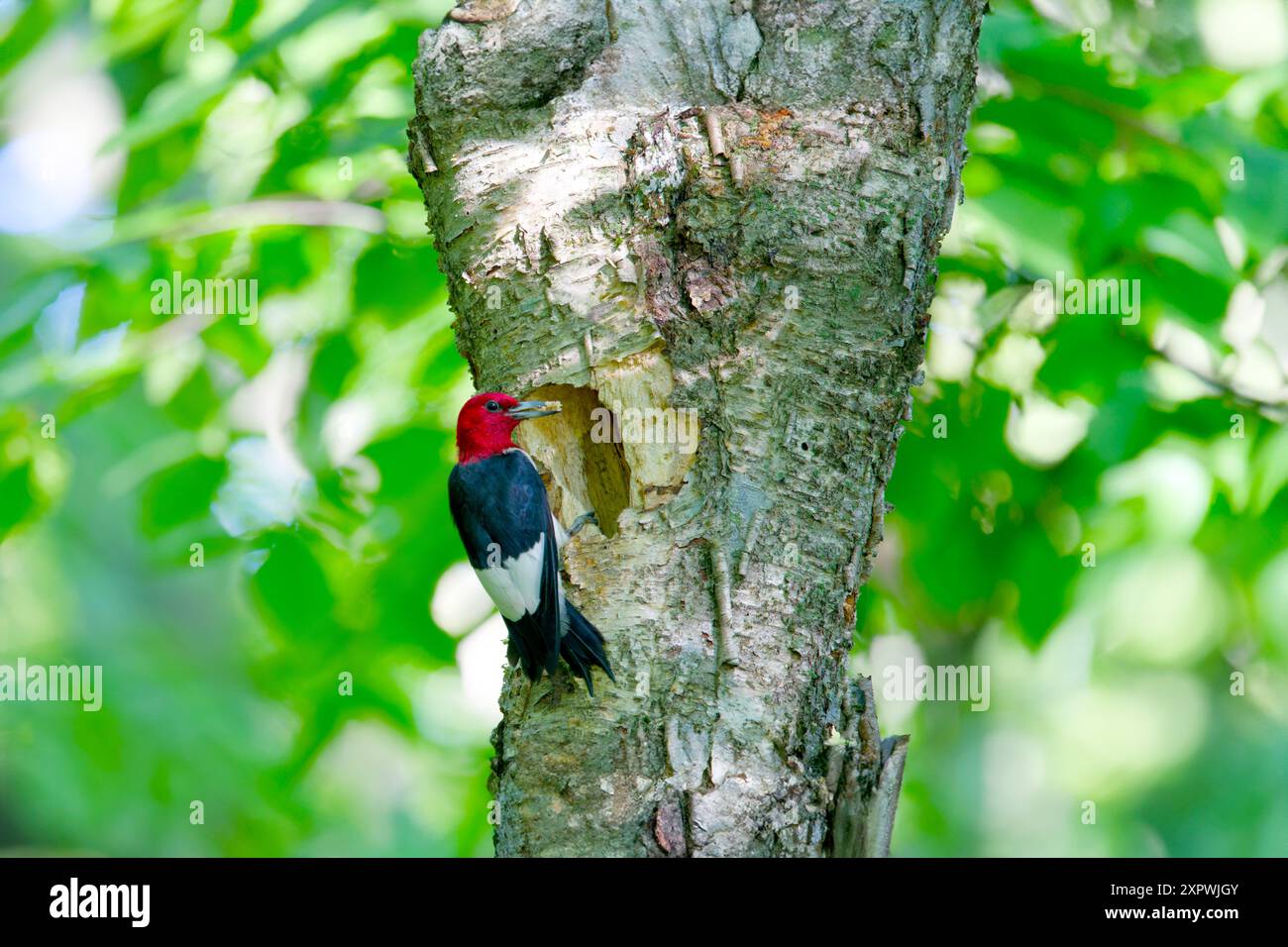 Der Rotkopfspecht (Melanerpes erythrocephalus) bringt Nahrung für junge Menschen in die Nisthöhle Stockfoto