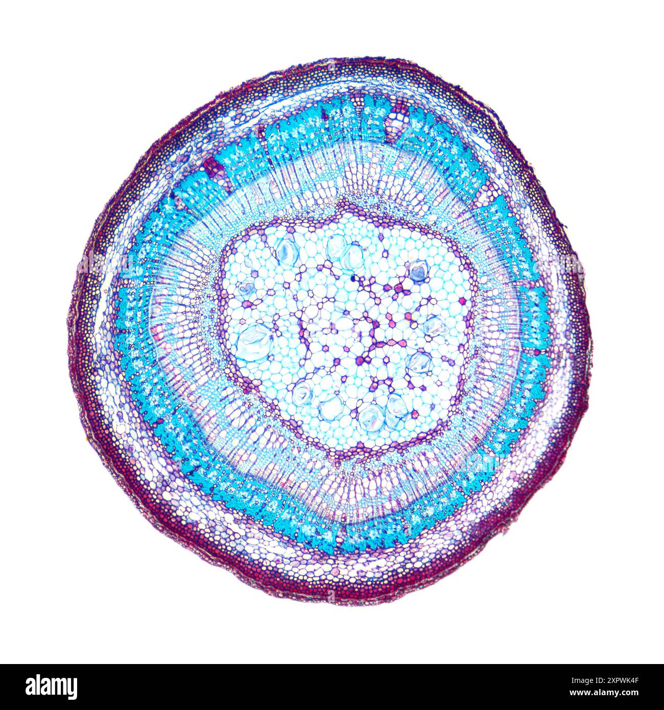 Tilia-Stiel, Querschnitt, 8-fach-Lichtmikrograph. Stab aus Lindenholz, auch bekannt als Linde, unter dem Lichtmikroskop. Hämatoxylin-Eosin-Färbung. Stockfoto