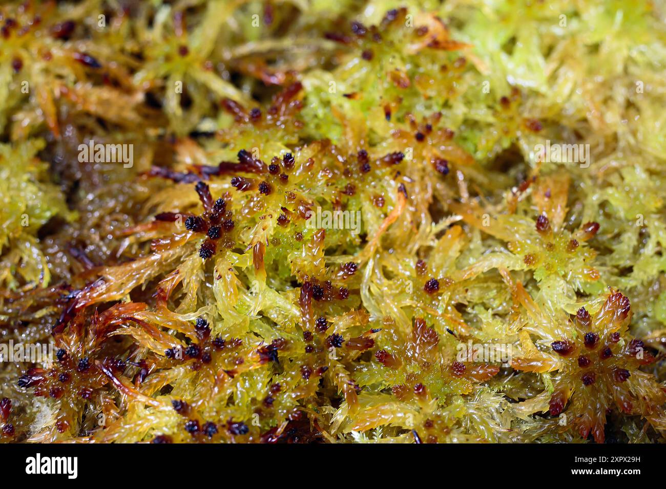 Rotmoos (Sphagnum capillifolium), Sphagnaceae. Sphagnum, Bryophyt feuchter Umgebungen. Wildpflanze. Stockfoto