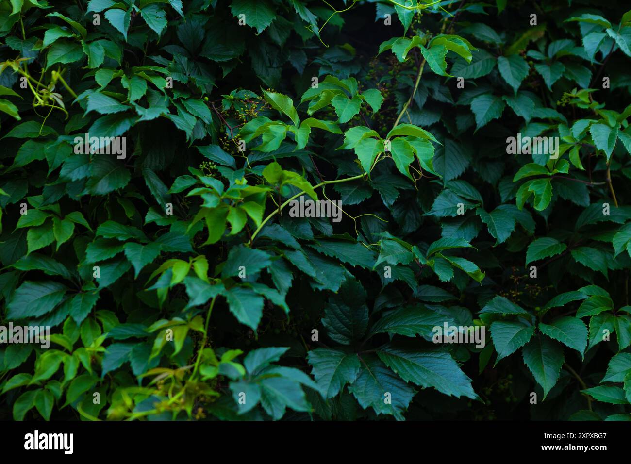 Abstrakte grüne Blattstruktur, dunkelgrüner Hintergrund der Natur Stockfoto