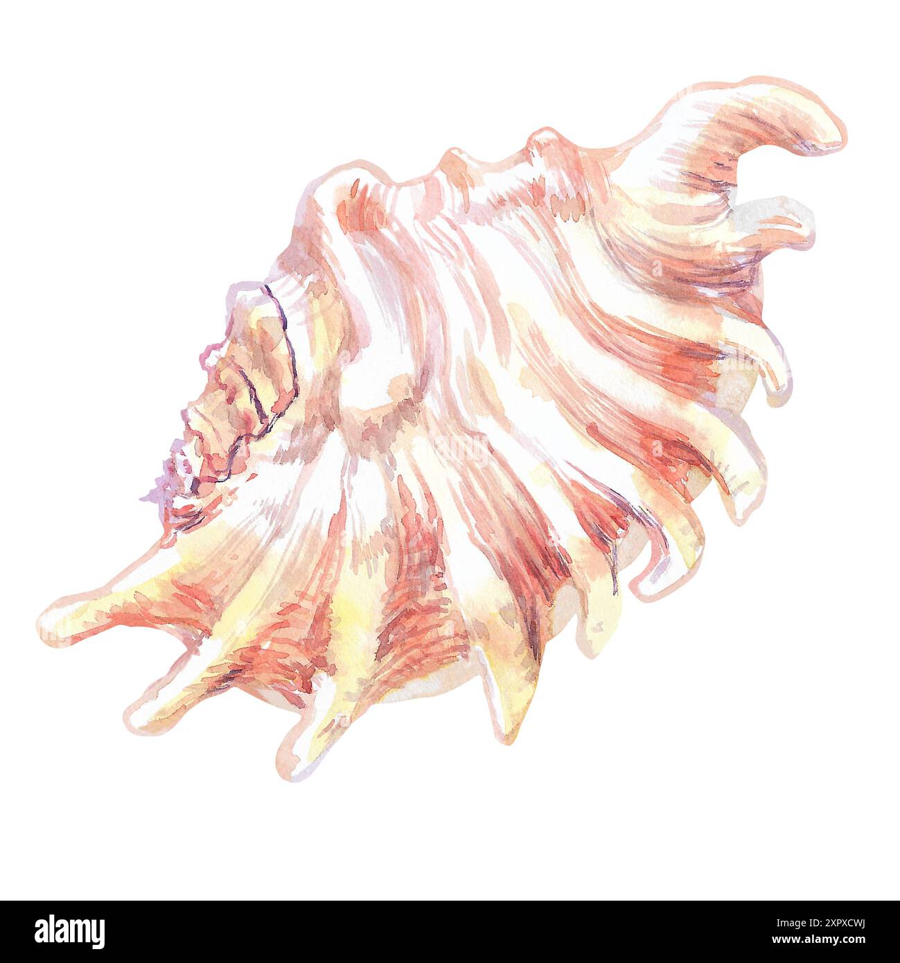 Muschelisolat der Unterwasserwelt in Aquarellen. Skorpion Spider Conch Seeschale aus flacher, welliger Fächerform mit langen Vorsprüngen an den Kanten Stockfoto