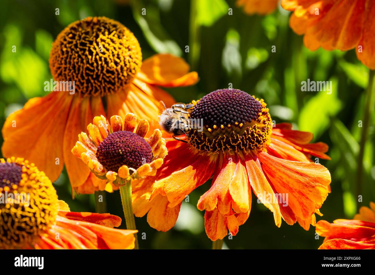 Bienenwanderung auf dem Blumenkopf einer Echinacea-Blume in einer Blühengruppe im Sommer Stockfoto Bienenwanderung auf dem Blumenkopf einer Echinacea-Blume in einer Blühengruppe im Sommer Stockfoto