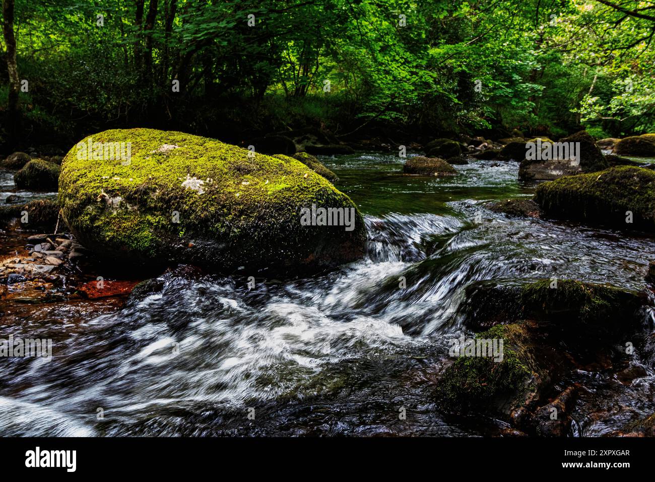 Üppiger Blick auf den Fluss Teign mit Blick flussaufwärts mit Rapids, moosbedeckten Felsbrocken und Baumkronen. Stockfoto Üppiger Blick auf den Fluss Teign mit Blick flussaufwärts mit Rapids, moosbedeckten Felsbrocken und Baumkronen. Stockfoto