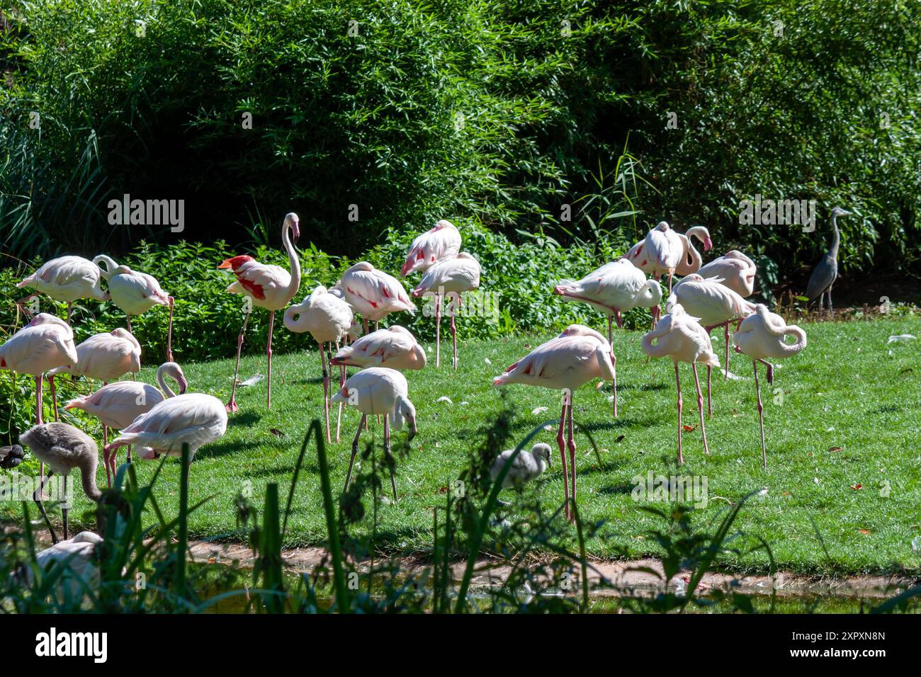 Rosa Flamingos im Zoo Wilhelma, Stuttgart Stockfoto