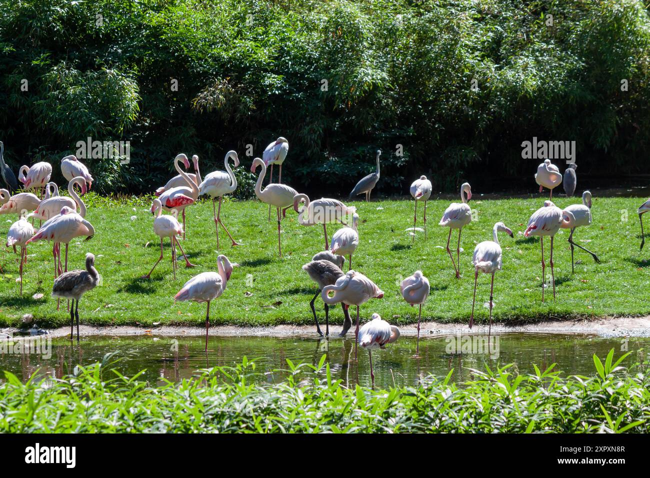 Rosa Flamingos im Zoo Wilhelma, Stuttgart Stockfoto