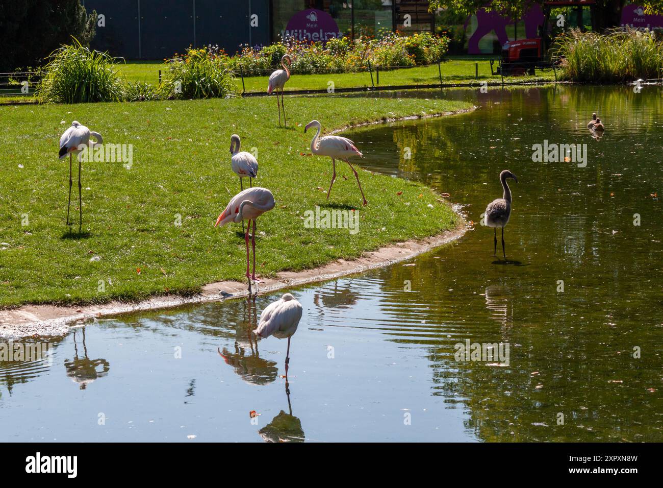 Rosa Flamingos im Zoo Wilhelma, Stuttgart Stockfoto