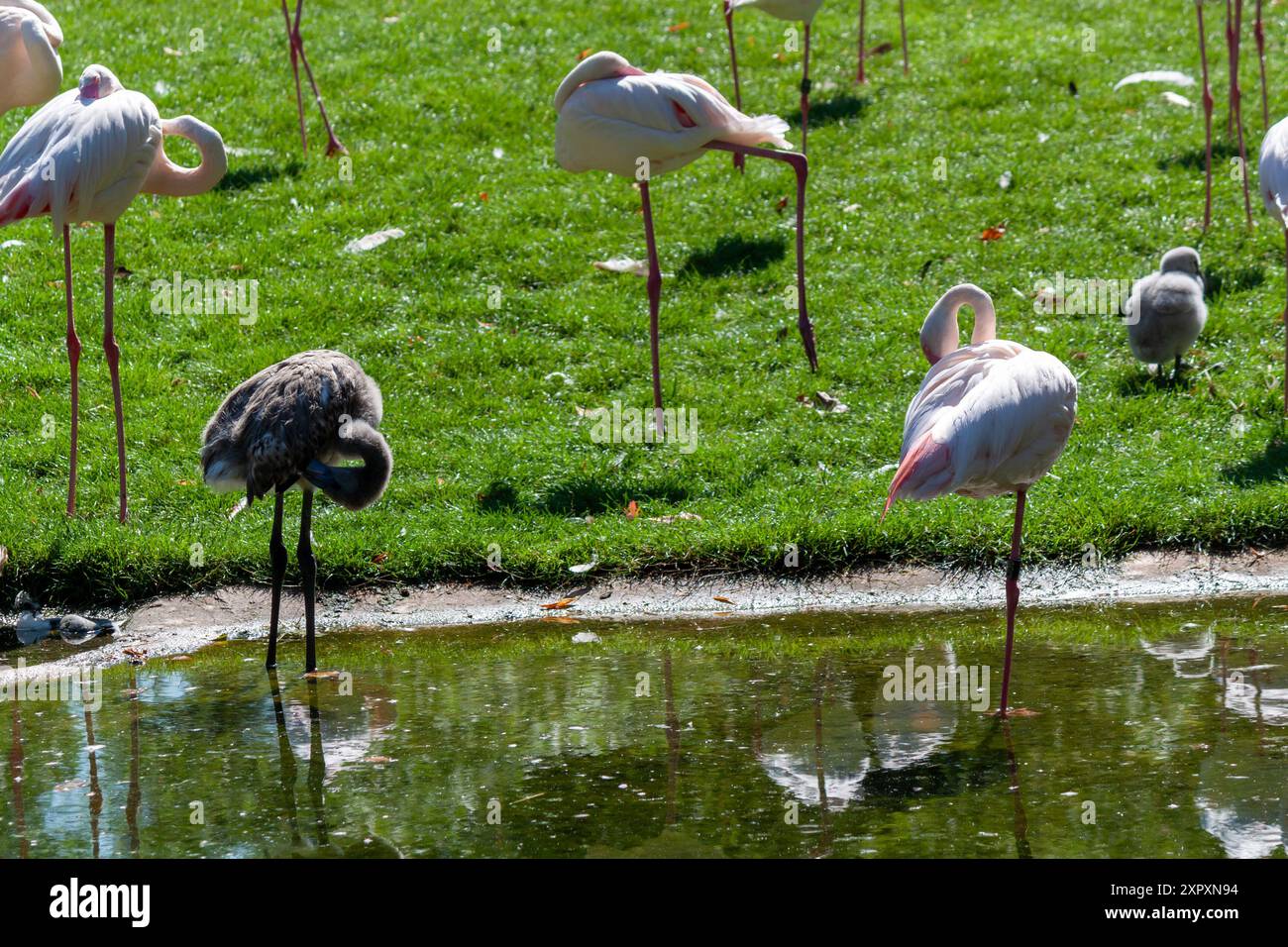 Rosa Flamingos im Zoo Wilhelma, Stuttgart Stockfoto