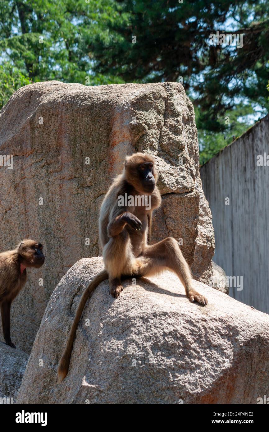 Junggelada (Theropithecus gelada) ist eine monotypische Primatenart aus der Affenfamilie (Cercopithecidae), Wilhelma, Stuttgart Stockfoto