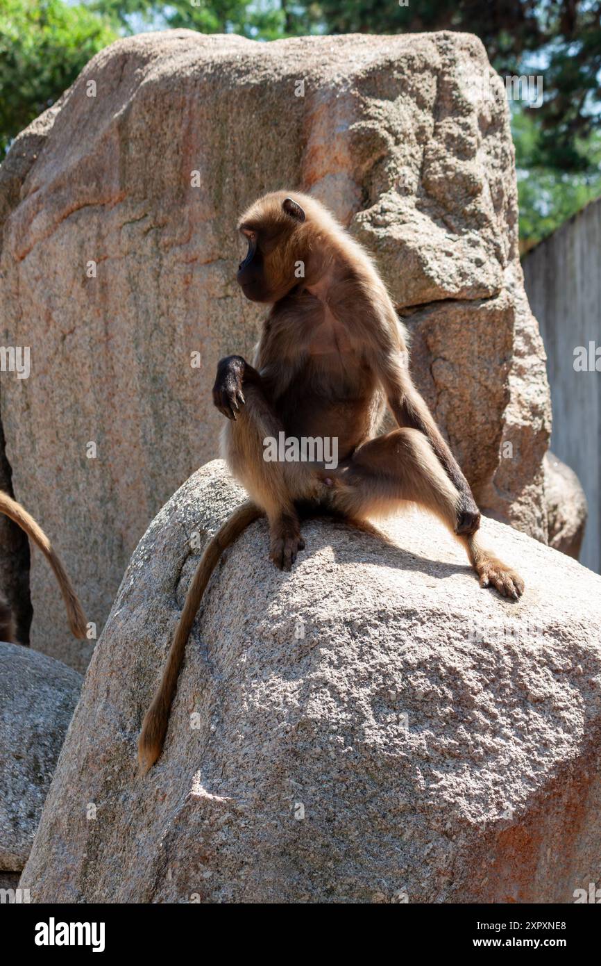 Junggelada (Theropithecus gelada) ist eine monotypische Primatenart aus der Affenfamilie (Cercopithecidae), Wilhelma, Stuttgart Stockfoto
