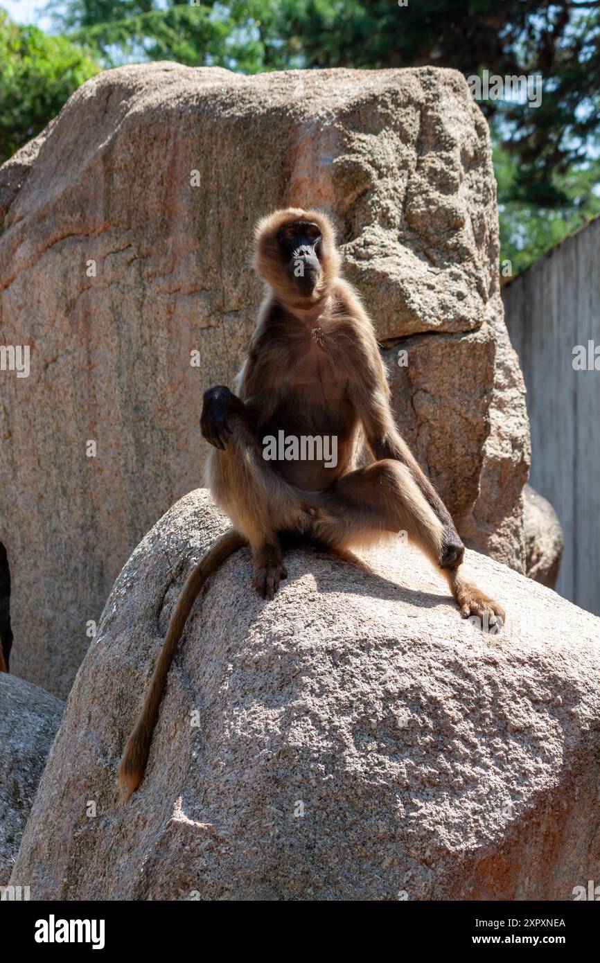 Junggelada (Theropithecus gelada) ist eine monotypische Primatenart aus der Affenfamilie (Cercopithecidae), Wilhelma, Stuttgart Stockfoto