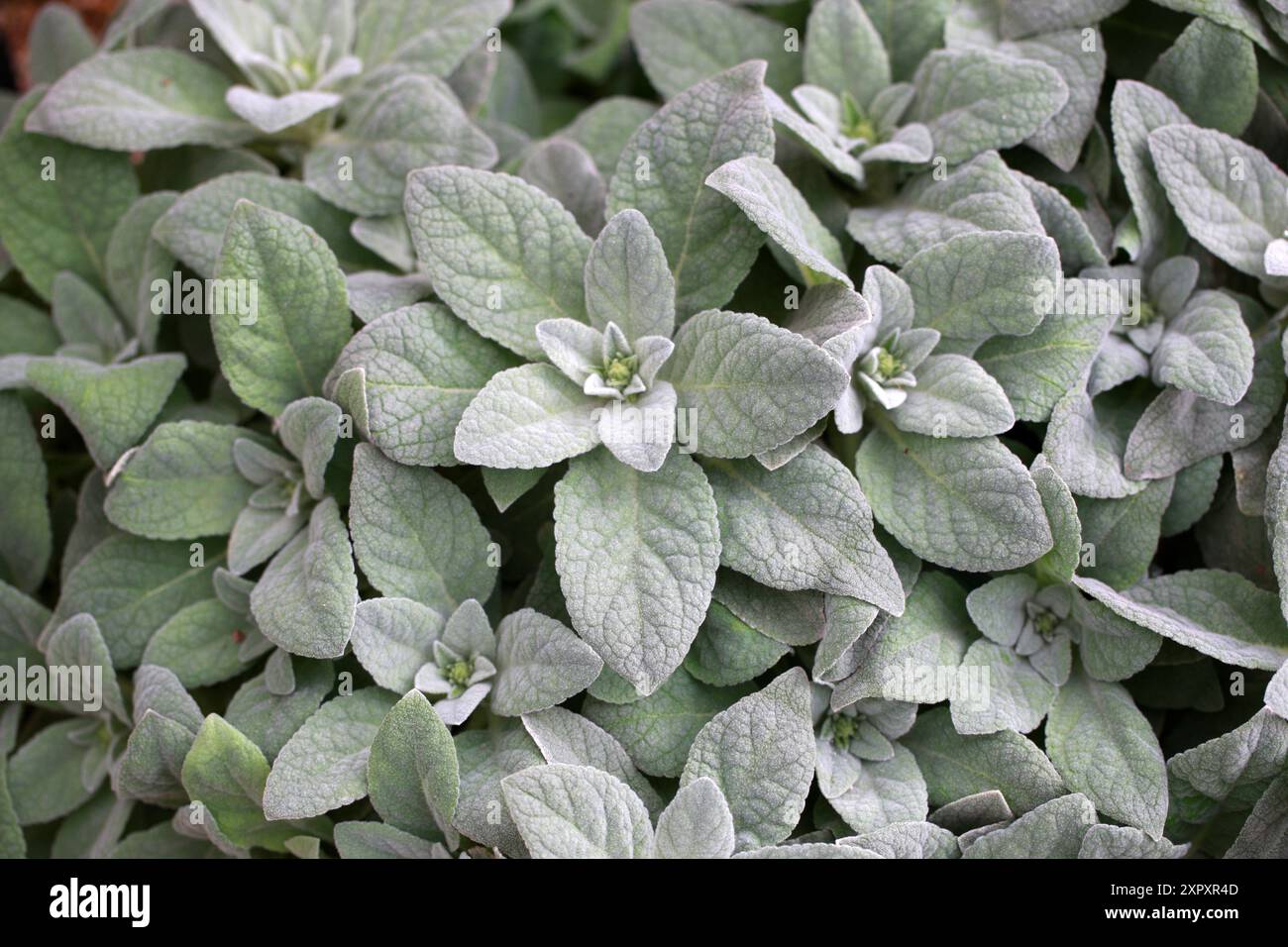 Strauchmullein, Verbascum dumulosum, Scrophulariaceae. Türkei, Asien. Stockfoto