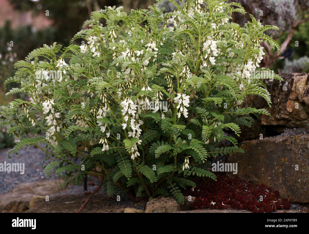 Milchvetch, Astragalus lusitanicus subsp orientalis, Fabaceae, Marokko und Türkei, Mittelmeer. Stockfoto