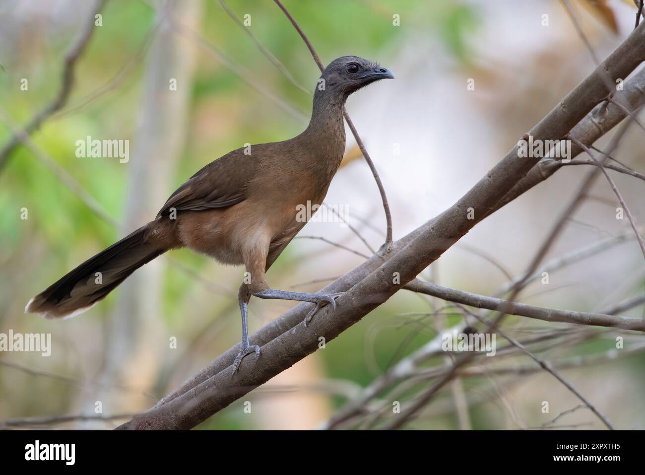 Einfaches Chachalaca (Ortalis vetula), sitzt auf einem Zweig im Regenwald, Guatemala Stockfoto