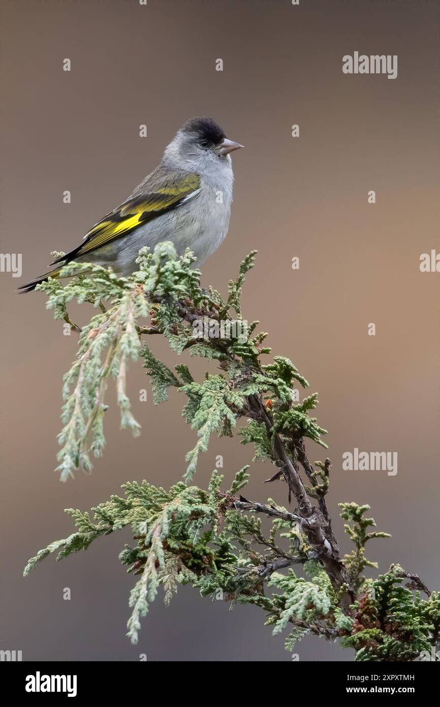 Chiapas Pine Siskin (Spinus pinus perplexus, Spinus perplexus), sitzt auf einem Ast im Regenwald, Guatemala Stockfoto