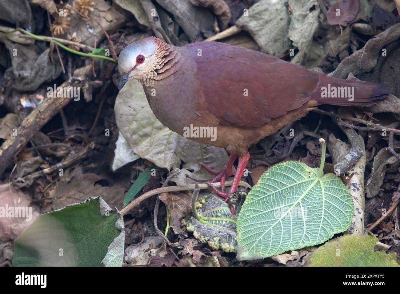 Weiße Wachteltaube (Zentrygon albifacies), die auf dem Boden in einem Regenwald in Guatemala spaziert Stockfoto