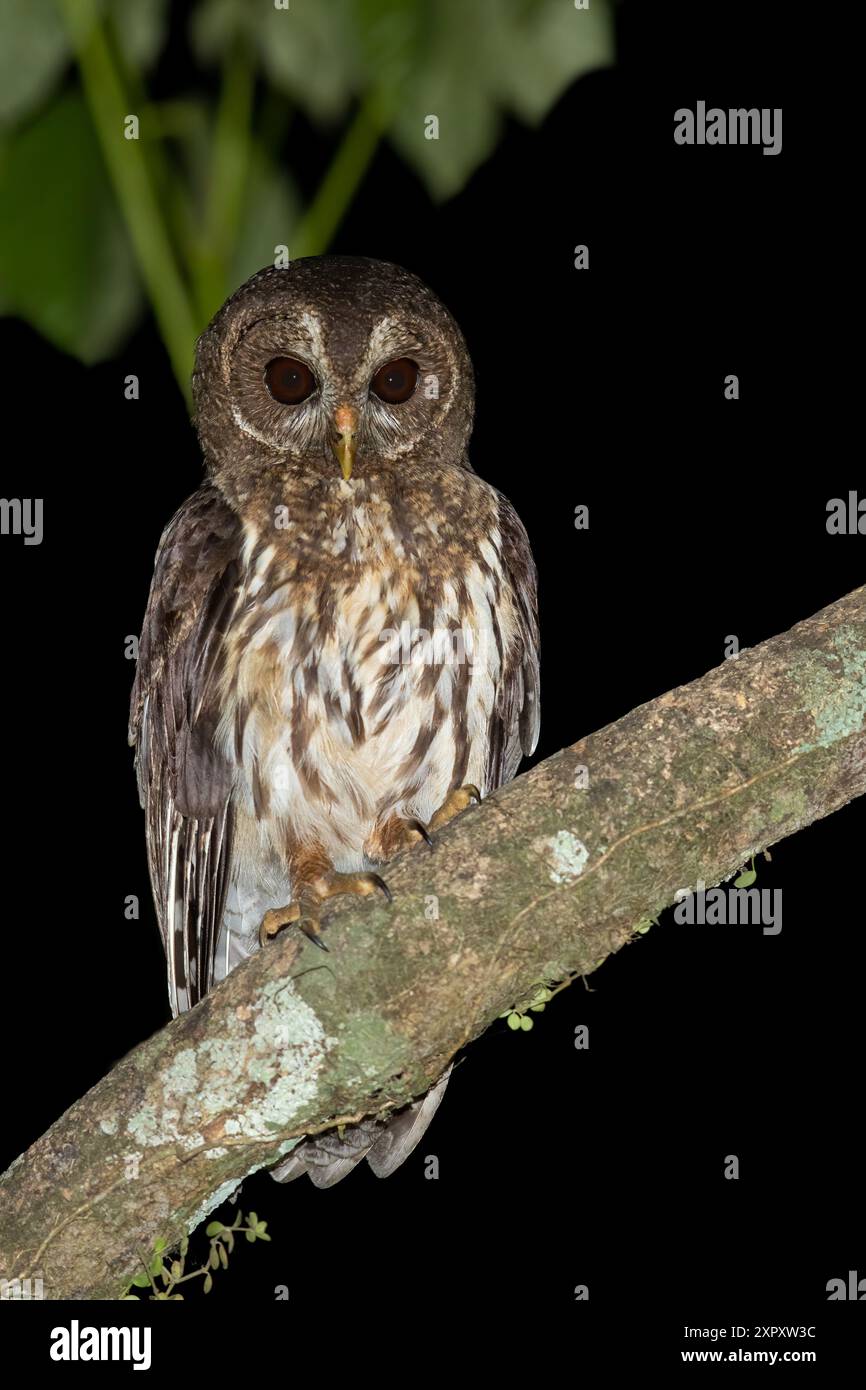 Gefleckte Eule (Ciccaba virgata, Strix virgata), auf einem Zweig in einem dunklen Regenwald, Guatemala Stockfoto