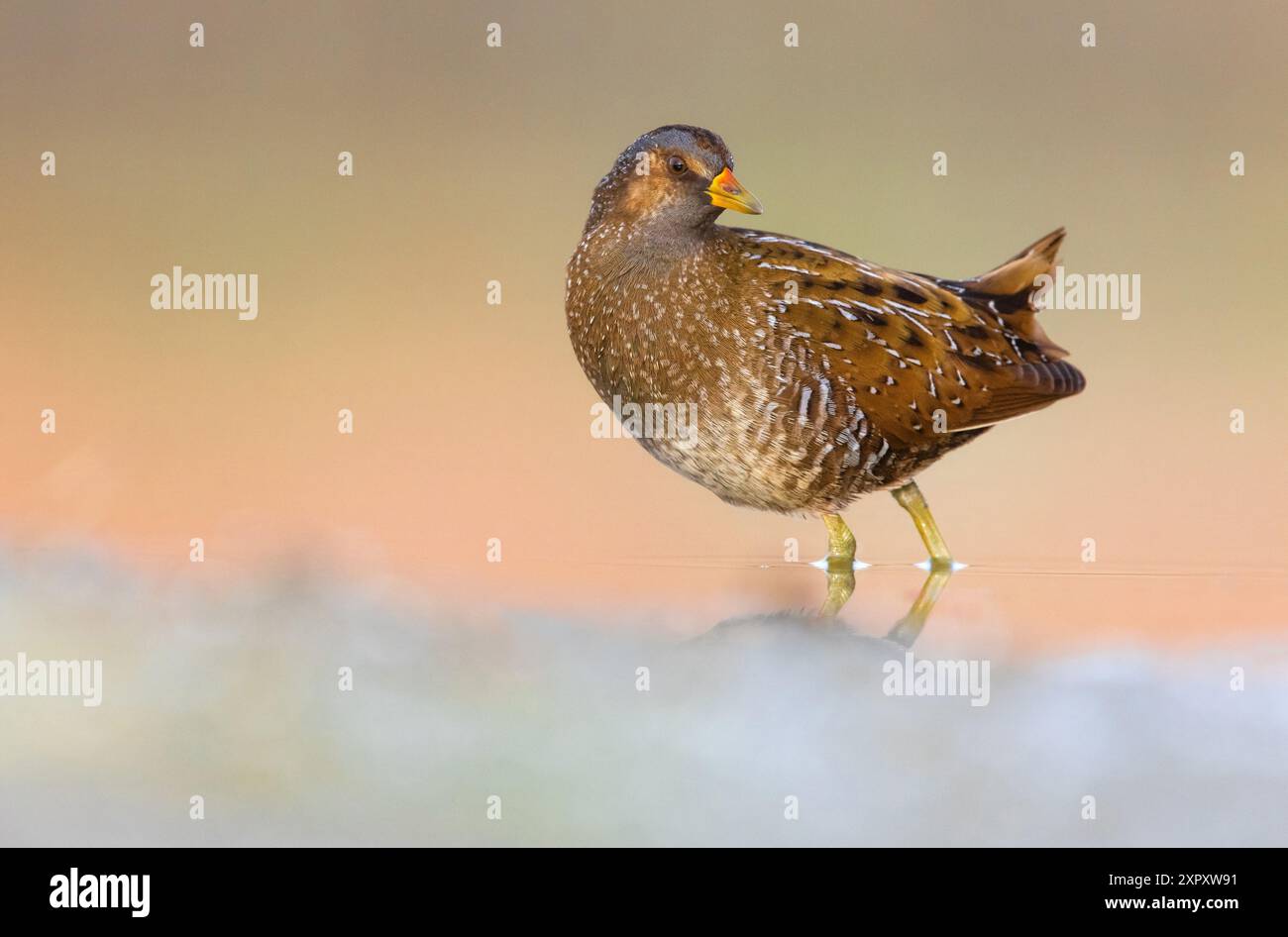 Gepunktete Crake (Porzana porzana), steht im flachen Wasser und blickt nach hinten, Seitenansicht, Italien, Toskana Stockfoto