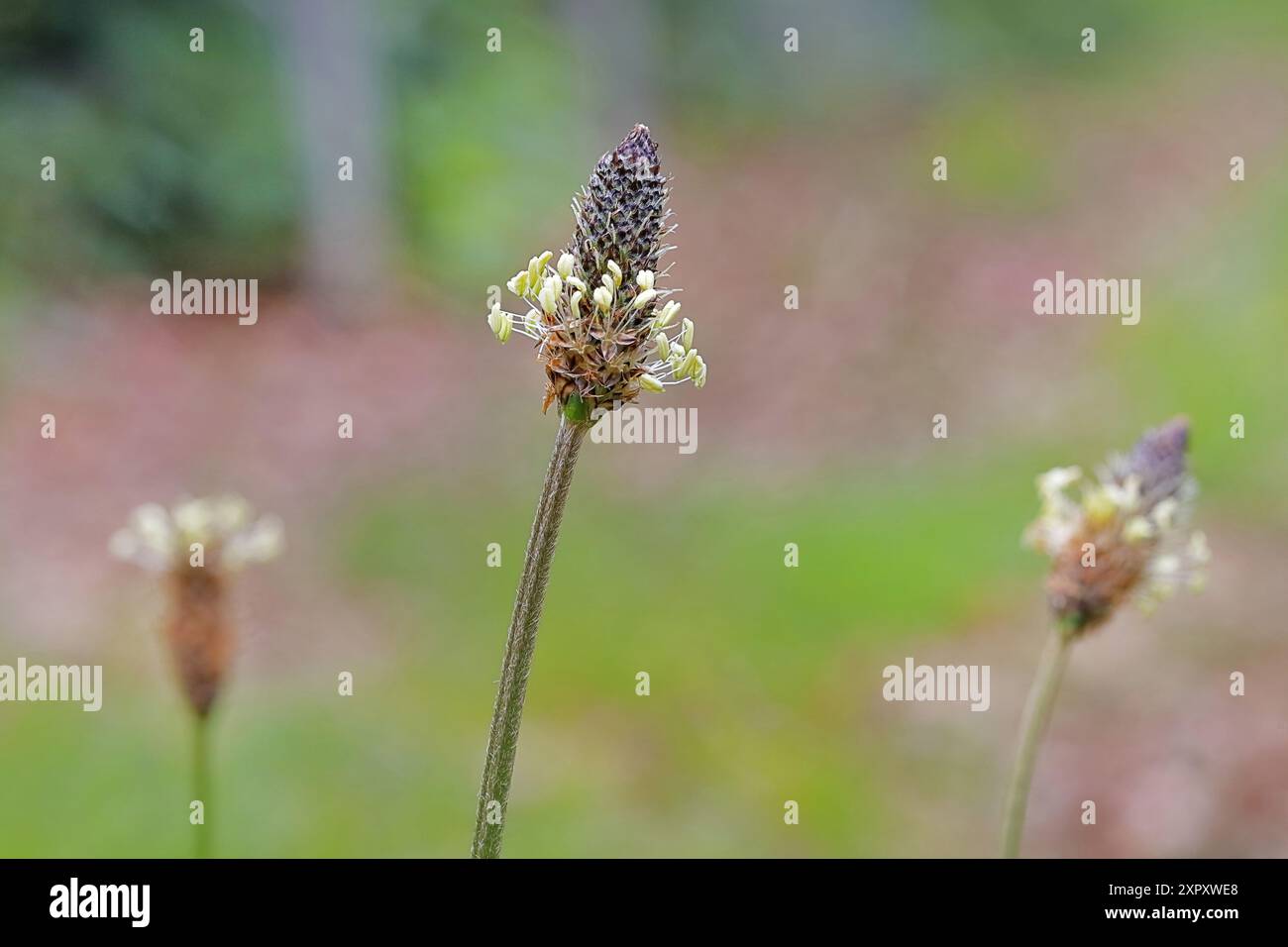 buckhornbanane, Englische Kochbanane, Rippengras, Rippelgras (Plantago lanceolata), Blütenstände, Deutschland, Nordrhein-Westfalen Stockfoto