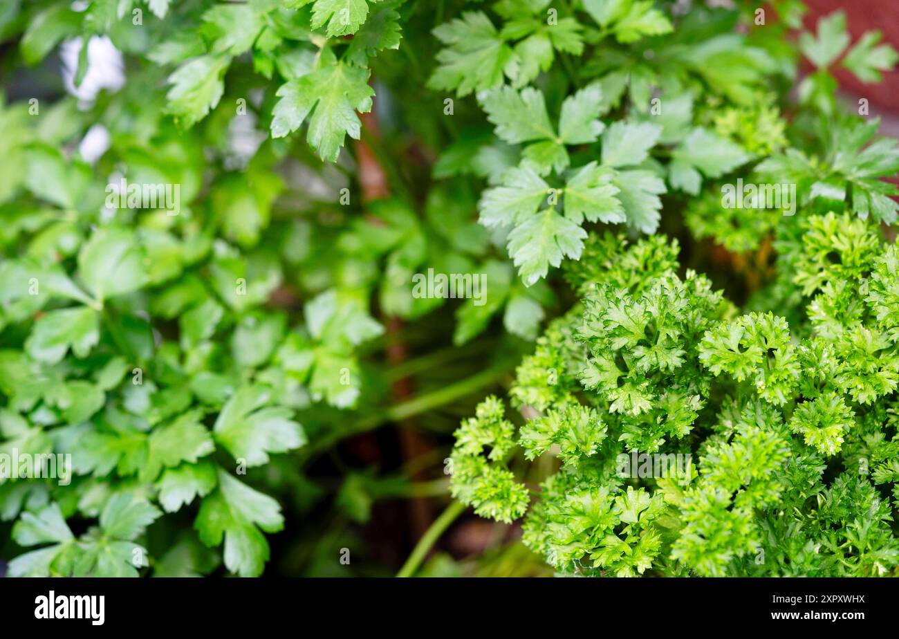Flachblatt-Petersilie, gewellte Petersilie, Petersilie (Petroselinum crispum), Blätter von Flachblatt- und gelockter Petersilie im Vergleich Stockfoto