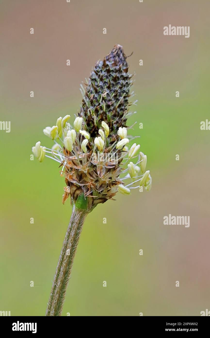 buckhornbanane, Englische Kochbanane, Rippengras, Rippelgras (Plantago lanceolata), Blütenstände, Deutschland, Nordrhein-Westfalen Stockfoto