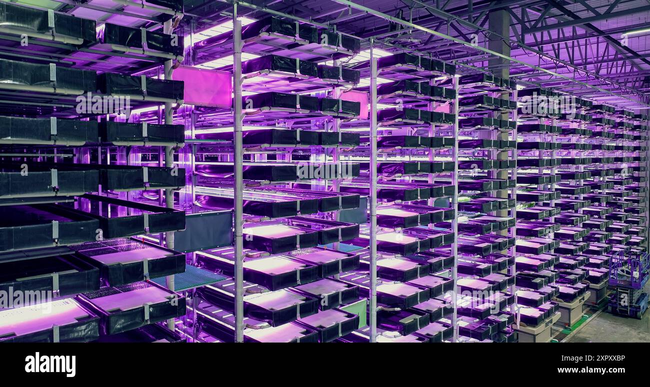 Großer vertikaler Bauernhof mit mehreren Reihen und Schichten umweltfreundlicher Pflanzen, die unter künstlichem LED-UV-Sonnenlicht wachsen. Produktionsanlage Für Frische Grüne Gemüseblätter. Weitwinkel-Luftaufnahme Stockfoto