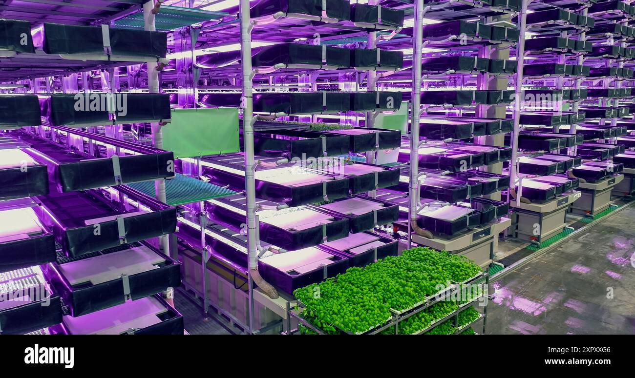 Moderner vertikaler Bauernhof mit mehreren Reihen und Schichten umweltfreundlicher Pflanzen, die unter künstlichem LED-UV-Sonnenlicht wachsen. Produktionsanlage Für Frische Grüne Gemüseblätter. Weitwinkel-Luftaufnahme. Stockfoto