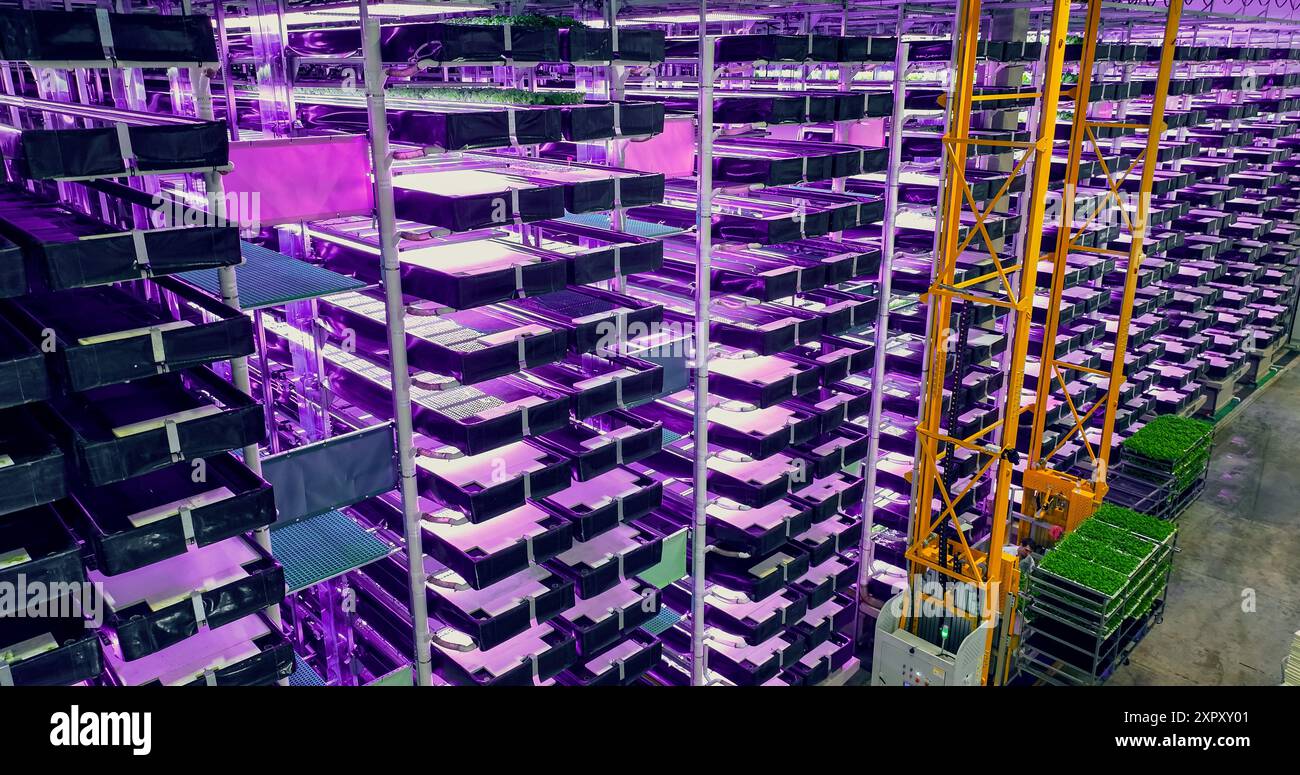 Moderner vertikaler Bauernhof mit mehreren Reihen und Schichten umweltfreundlicher Pflanzen, die unter künstlichem LED-UV-Sonnenlicht wachsen. Produktionsanlage Für Frische Grüne Gemüseblätter. Weitwinkel-Luftaufnahme. Stockfoto