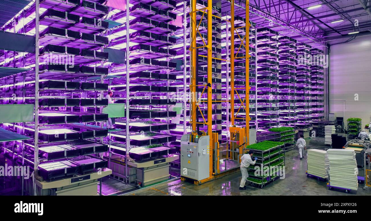 Moderner vertikaler Bauernhof mit mehreren Reihen und Schichten umweltfreundlicher Pflanzen, die unter künstlichem LED-UV-Sonnenlicht wachsen. Produktionsanlage Für Frische Grüne Gemüseblätter Mit Arbeitern. Weitwinkelantenne. Stockfoto