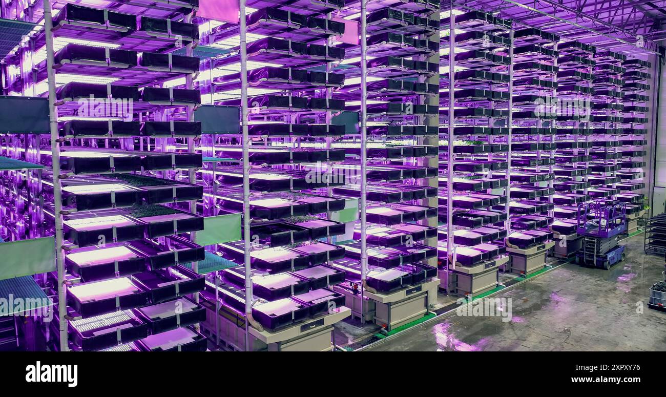 Großer vertikaler Bauernhof mit mehreren Reihen und Schichten umweltfreundlicher Pflanzen, die unter künstlichem LED-Sonnenlicht wachsen. Produktionsanlage Für Frische Grüne Gemüseblätter. Weitwinkel-Luftaufnahme Stockfoto