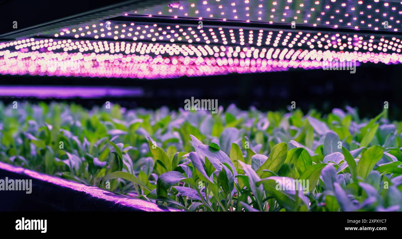 Vertikales Farming Rack mit grünen Pflanzen, die im Hydrokultur-System wachsen. LED-Lampen erzeugen künstliches ultraviolettes Sonnenlicht. Moderne Landwirtschaftstechnologie mit nachhaltiger Nutzung grüner Energie. Stockfoto