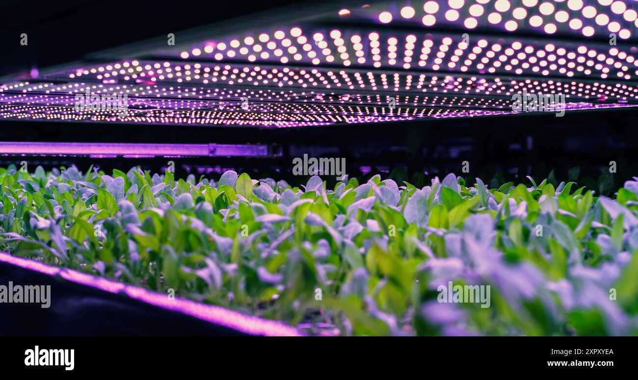 Vertikales Farming Rack mit grünen Pflanzen, die in einem Hydrokultur-System wachsen. LED-Lampen erzeugen künstliches ultraviolettes Sonnenlicht. Moderne Landwirtschaftstechnologie mit nachhaltiger Nutzung grüner Energie Stockfoto