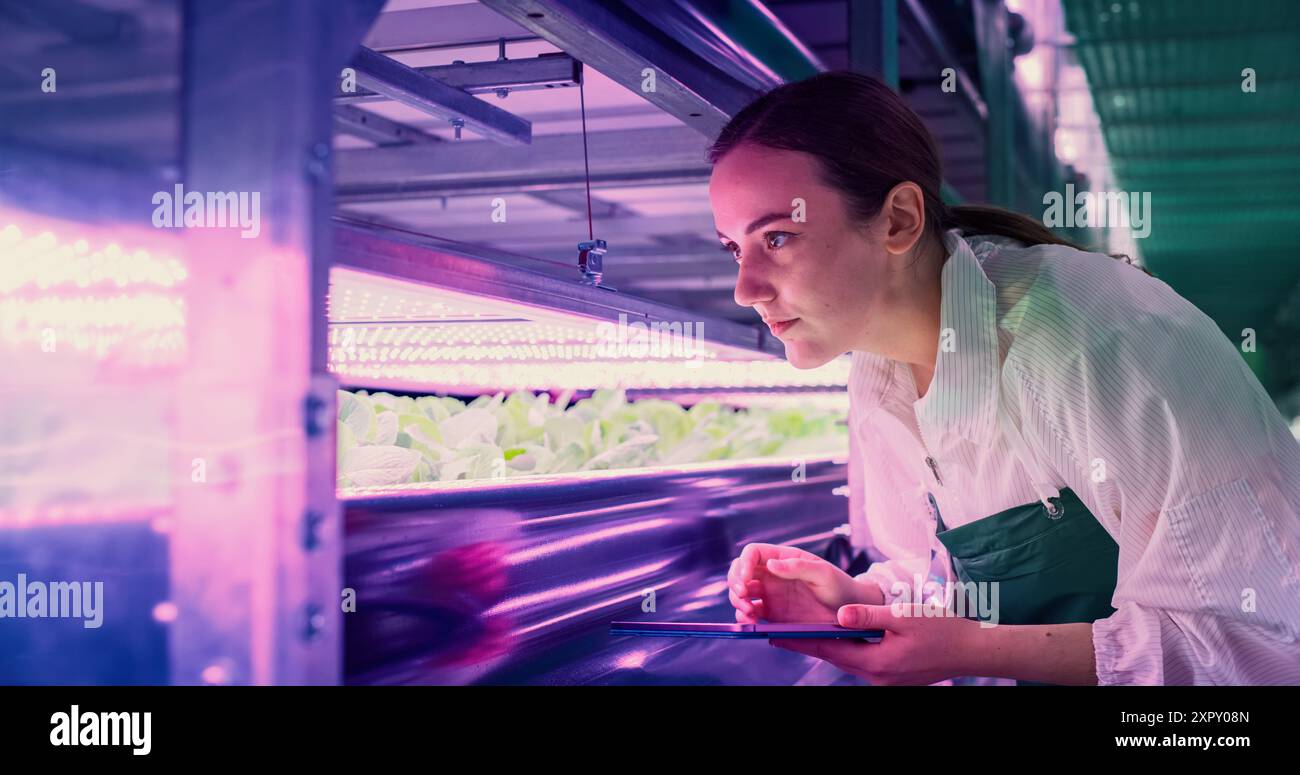 Junge Farmerin, die in einem vertikalen Bauernhof mit ultravioletten LED-Lichtern arbeitet. Spezialist für Hydrokultur, der frische Pflanzen inspiziert und untersucht, die für den Versand an einen Supermarkt bereit sind Stockfoto