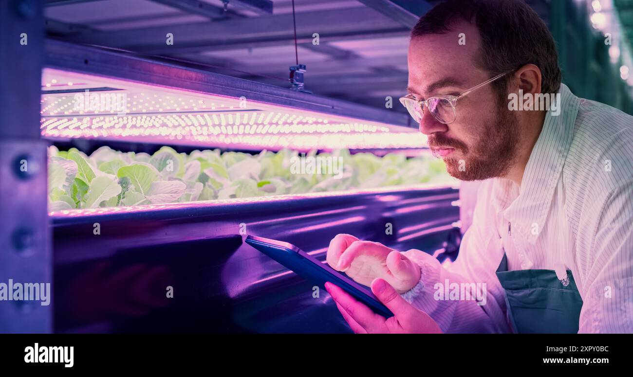 Farmer in Brillen, der in einem vertikalen Bauernhof mit ultravioletten LED-Leuchten arbeitet. Spezialist für Hydrokultur, der frische Pflanzen inspiziert und untersucht, die für den Versand an eine Supermarktkette bereit sind Stockfoto