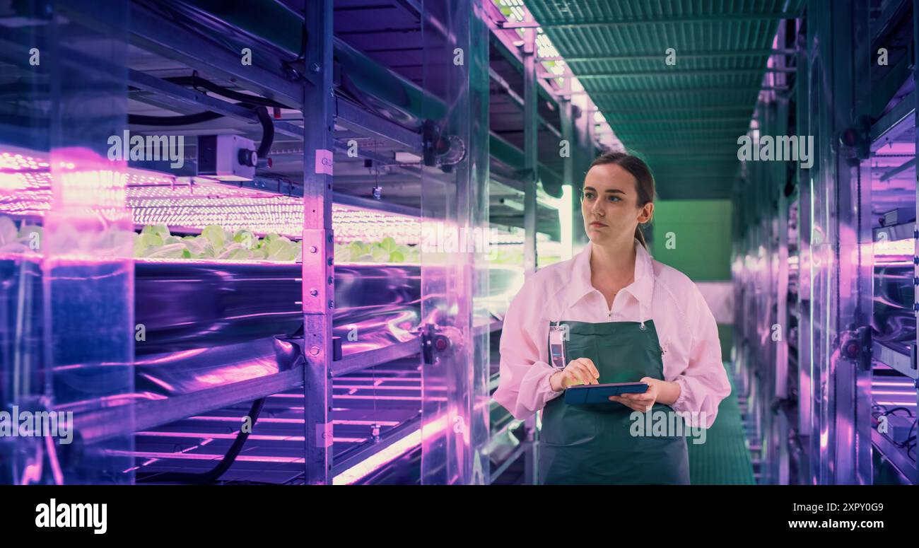 Junge Farmerin, die in einem vertikalen Bauernhof mit ultravioletten LED-Lichtern arbeitet. Hydrokultur-Spezialist arbeitet an einem Tablet-Computer neben dem Rack mit frischen Pflanzen, die für den Versand an einen Supermarkt bereit sind Stockfoto