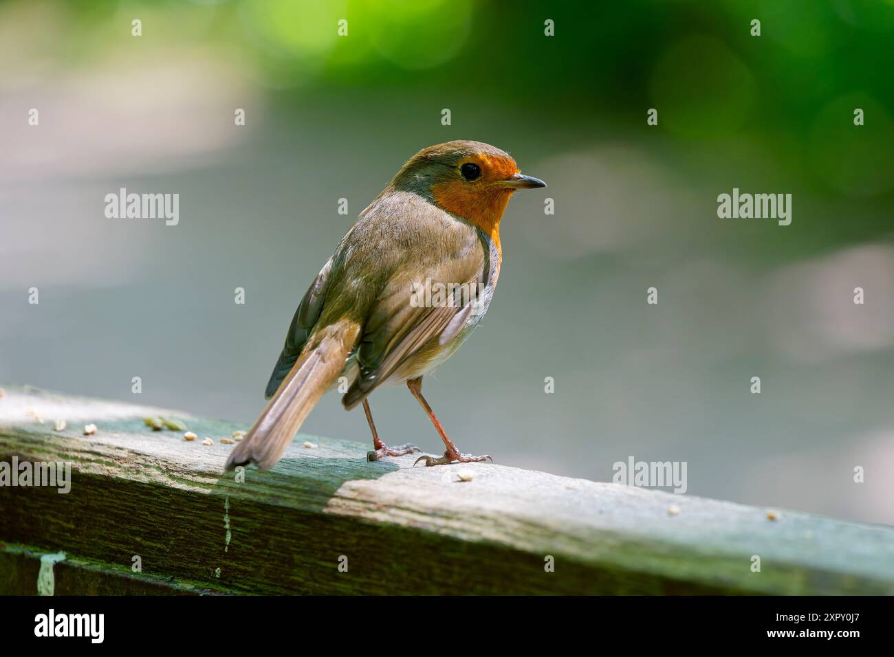 Nahaufnahme eines Rotkehlchens, der an einem sonnigen Frühlingstag auf einem Zaun in einem Wald steht. Stockfoto