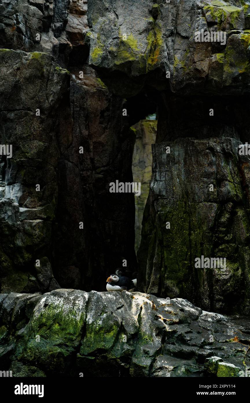 Ein Papageientaucher liegt auf einem felsigen Felsvorsprung im Lissabonner Ozeanarium, umgeben von moosbedeckten Felsen und einer naturalistischen Landschaft Stockfoto