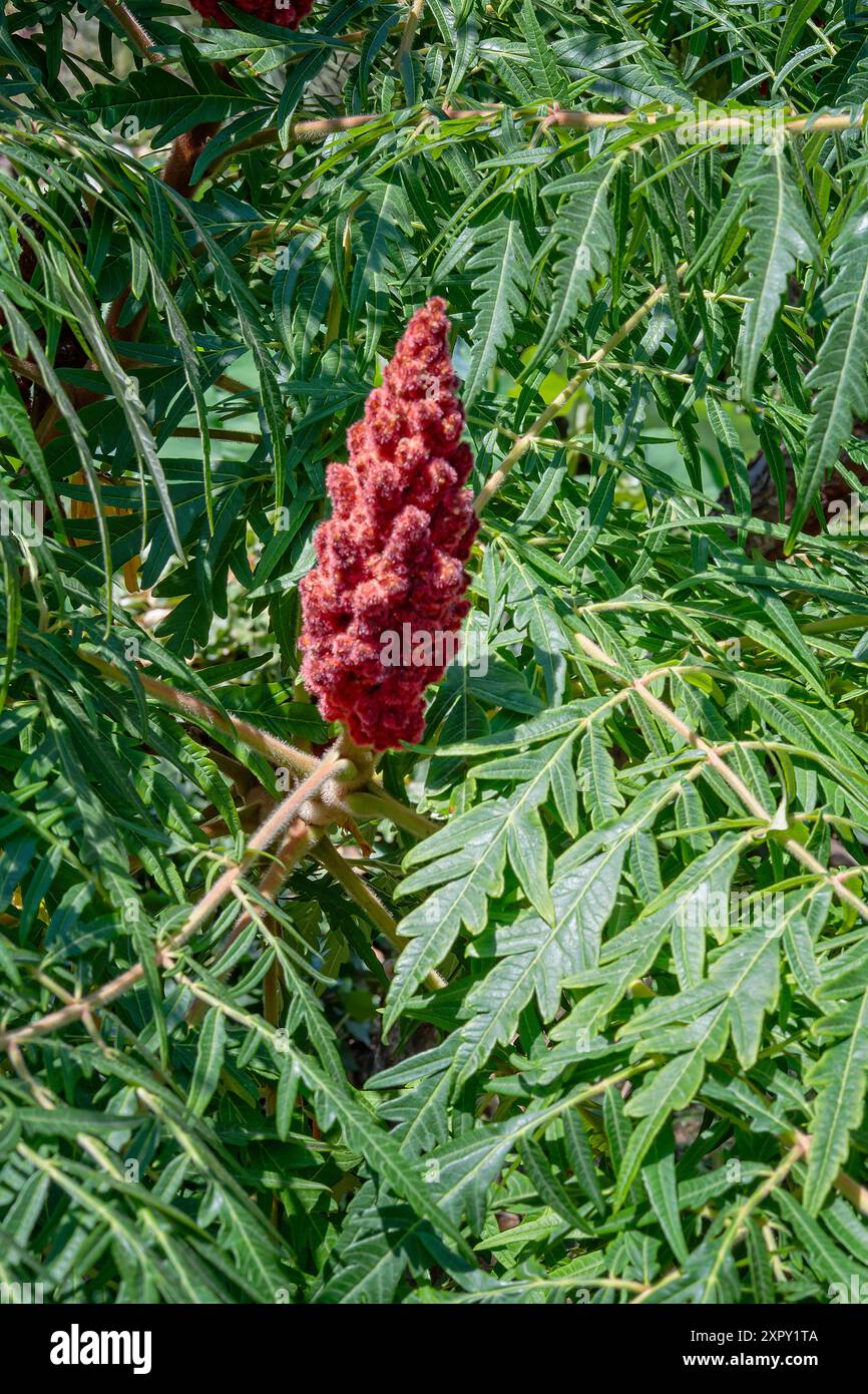 Staghorn Sumac (Rhus typhina), Anacardiaceae. Laubstrauch, Zierpflanze, rote Blume Stockfoto