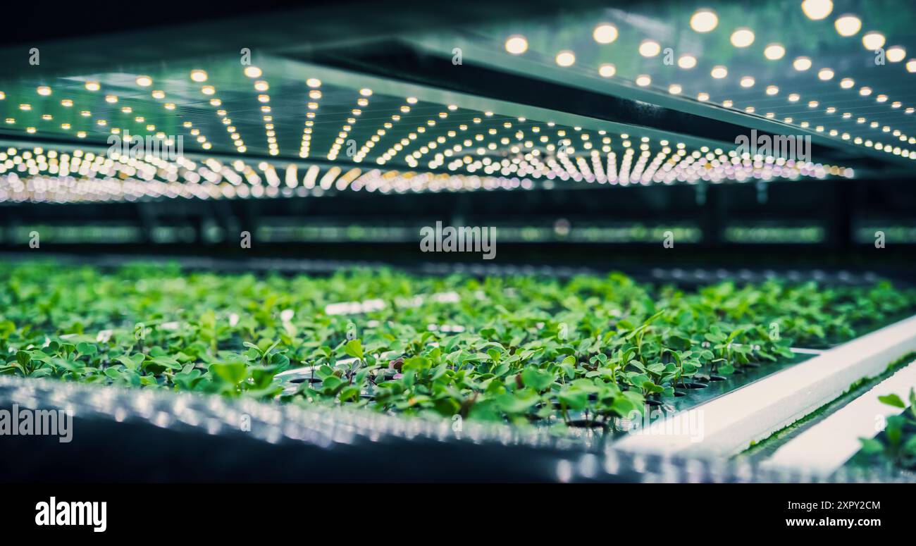 Grüner Laub in kontrollierter Umgebung Landwirtschaft auf einem modernen vertikalen Bauernhof. Automatisierte Gartenanlage im Innenbereich mit Hydrokultur-System. Unternehmen, das verschiedene Pflanzen für den Großhandel anbaut Stockfoto