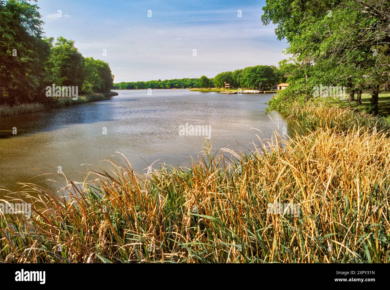 Trocknendes Schilfgras am Fort Parker Lake, Fort Parker State Park, Prärien und Seen Region, Texas, USA Stockfoto