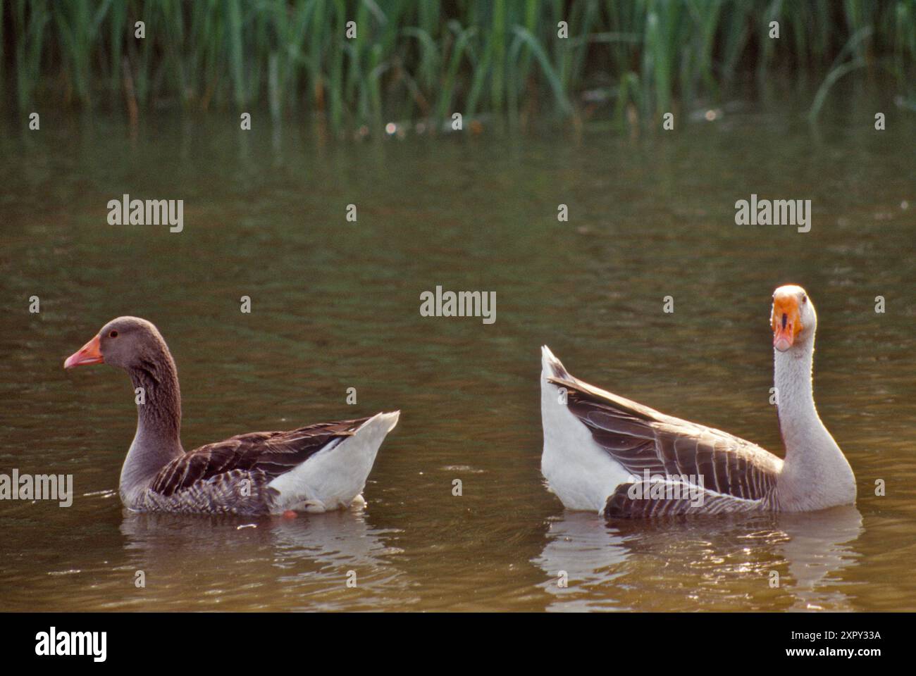 Gänse am Fort Parker Lake, Fort Parker State Park, Prairies and Lakes Region, Texas, USA Stockfoto