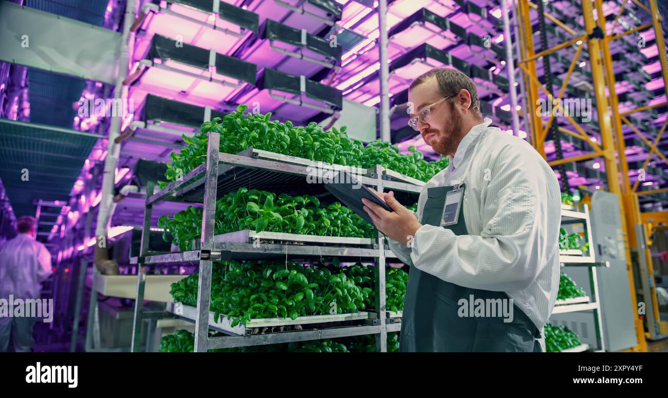 Agrarwissenschaftler in einer Halle in einem vertikalen Produktionsbereich mit Neonlicht neben einem Rack mit frisch gewachsenen Pflanzen. Hydrokultur-Techniker mit einem Tablet-Computer, der Erntegut untersucht. Stockfoto