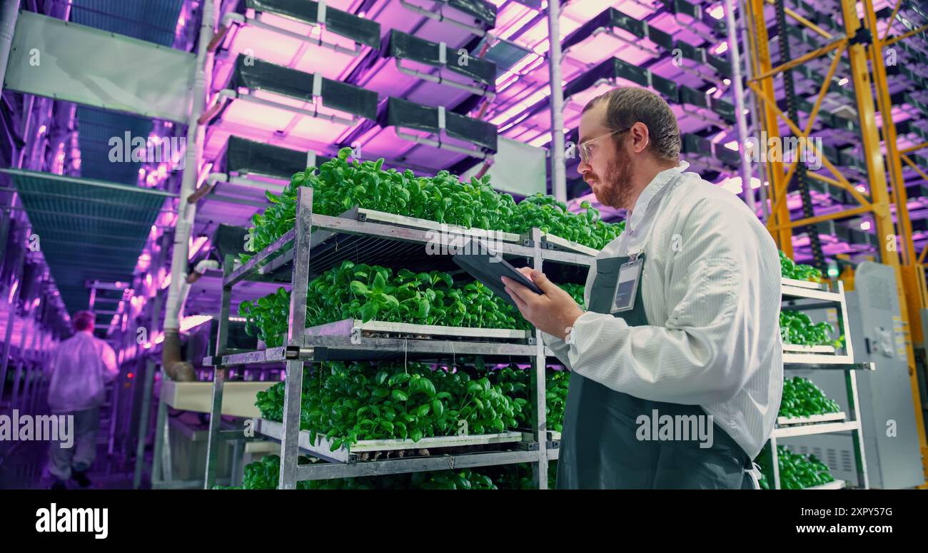 Agrarwissenschaftler in einer Halle in einem vertikalen Produktionsbereich mit Neonlicht neben einem Rack mit frisch gewachsenen Pflanzen. Hydrokultur-Techniker mit einem Tablet-Computer, der Erntegut untersucht. Stockfoto