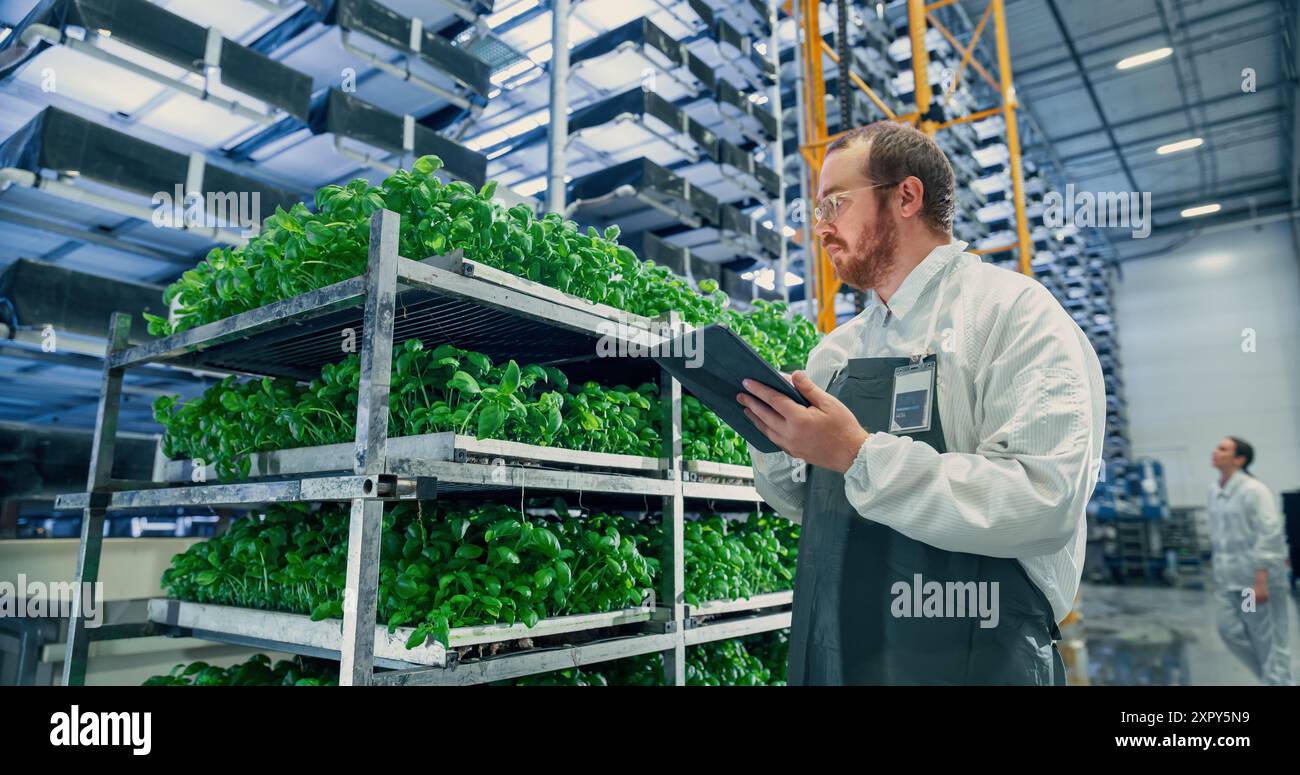 Agrarwissenschaftler in einer Halle in einem vertikalen Produktionsbereich neben einem Regal mit frisch gewachsenen Pflanzen. Hydrokultur-Techniker mit einem Tablet-Computer, der die Kultivierung von Feldfrüchten untersucht Stockfoto