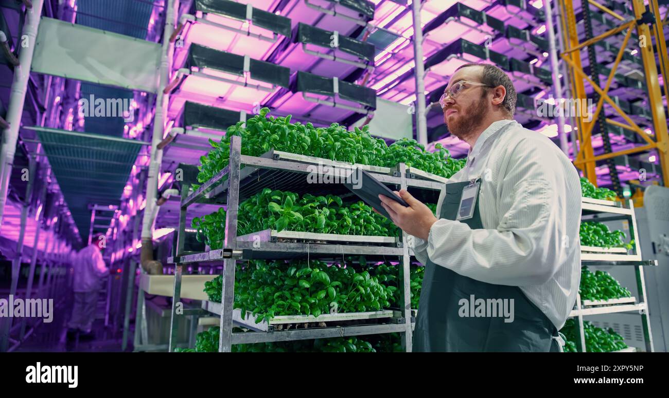 Agrarwissenschaftler in einer Halle in einem vertikalen Bauernhof mit Neonlicht neben einem Rack mit frisch gewachsenen Pflanzen. Hydrokultur-Techniker mit einem Tablet-Computer, der Erntegut untersucht. Stockfoto
