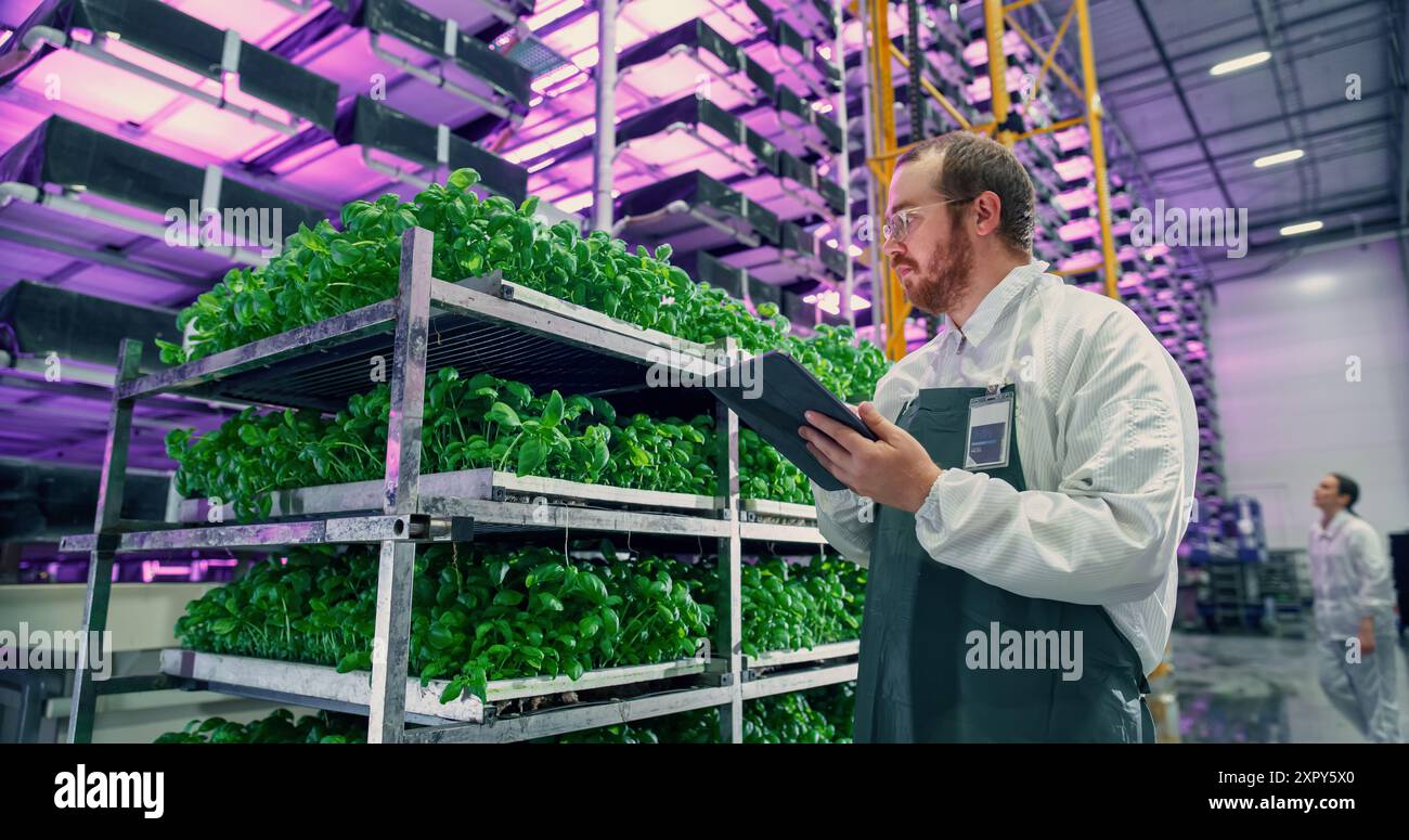 Agrarwissenschaftler in einer Halle in einem vertikalen Produktionsbereich mit Neonlicht neben einem Rack mit frisch gewachsenen Pflanzen. Hydrokultur-Techniker mit einem Tablet, der die Kultivierung von Erntegut untersucht Stockfoto