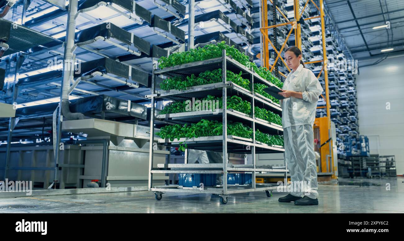 Landwirtschaftswissenschaftlerin in einer vertikalen Farm neben einem Rack mit frischen Basilikumkulturen. Hydrokultur-Techniker mit einem Tablet-Computer, der Pflanzen studiert und kultiviert Stockfoto