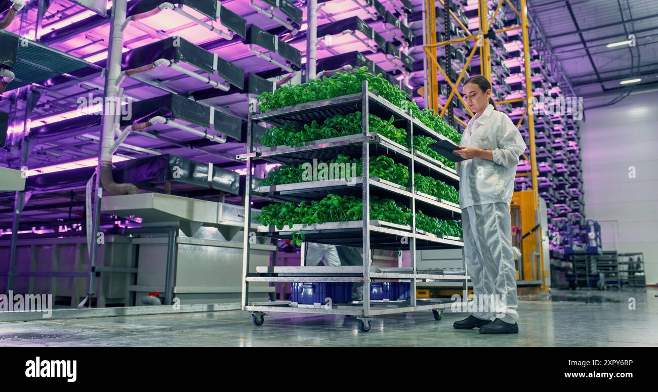 Junge Farmerin, die in einer vertikalen Farm mit LED-Leuchten steht. Hydrokultur-Spezialist arbeitet an einem Tablet-Computer neben Rack mit frischen Basilikumpflanzen, die für den Versand an einen Supermarkt bereit sind Stockfoto