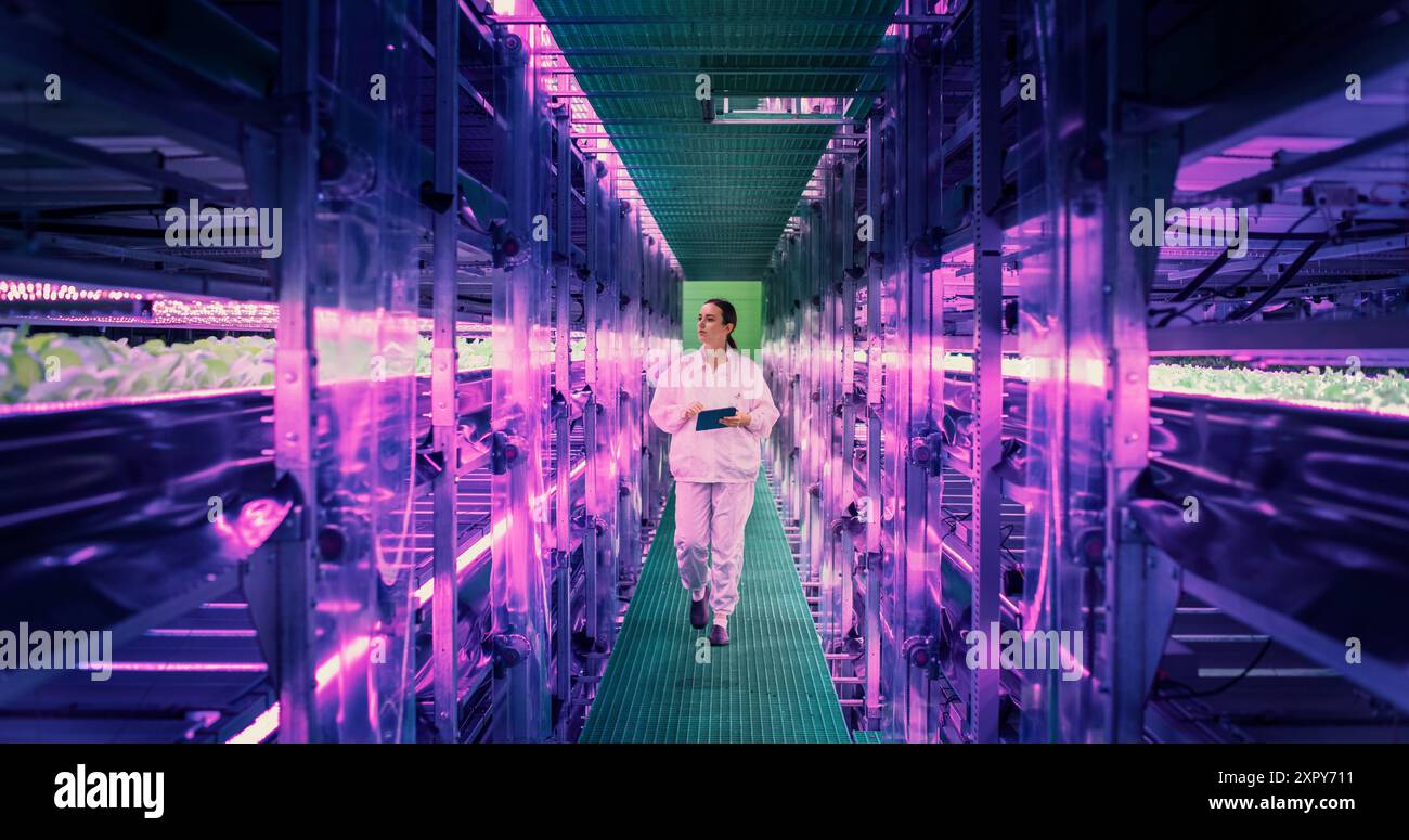 Hydroponikspezialistin, die in einem vertikalen Hofkorridor läuft, mit LED-Leuchten, die die Pflanzen beleuchten. Junge Frau, die an einem Tablet-Computer arbeitet, Berichte für eine Gesundheitskommission vorbereitet Stockfoto