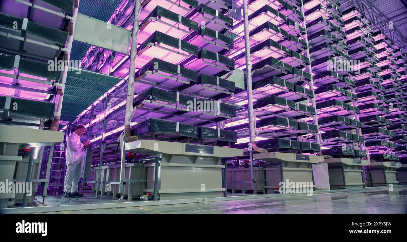 Moderner vertikaler Bauernhof mit mehreren Reihen und Schichten natürlicher Pflanzen, die unter künstlichem LED-Sonnenlicht wachsen. Produktionsanlage Für Frische Grüne Gemüseblätter. Weitwinkelbild Des Mitarbeiters Mit Tablet. Stockfoto