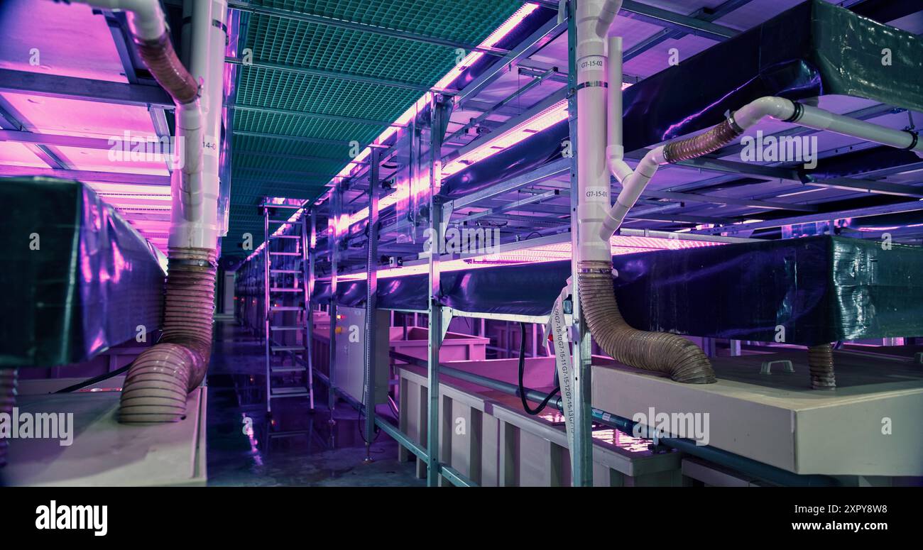 Anbau von Naturpflanzen in kontrollierter Umgebung Landwirtschaft auf einem modernen vertikalen Bauernhof mit künstlichem Licht. Automatisierte Gartenanlage im Innenbereich mit Hydrokultur-System und Gene-Editing-Technologie Stockfoto
